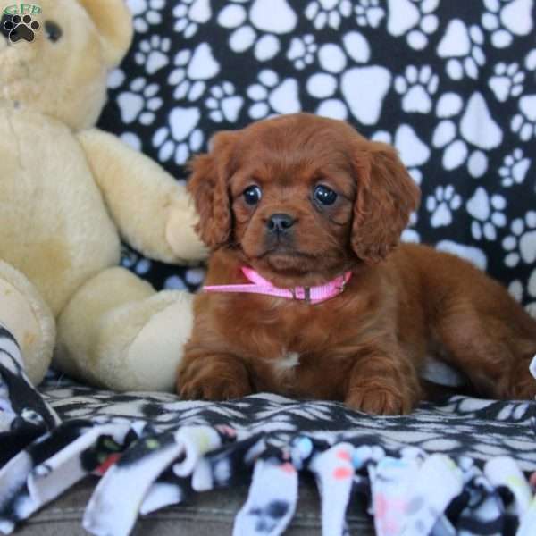 Wendy, Cavapoo Puppy