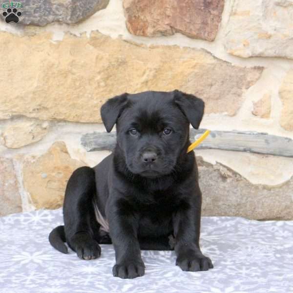 Wendy, Rottweiler Mix Puppy