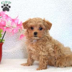 Wendy, Maltipoo Puppy