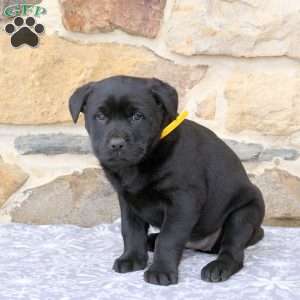 Wendy, Rottweiler Mix Puppy