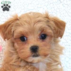 Wendy, Maltipoo Puppy