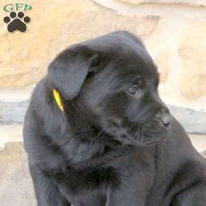 Wendy, Rottweiler Mix Puppy