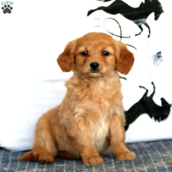 Wendy, Miniature Golden Retriever Puppy