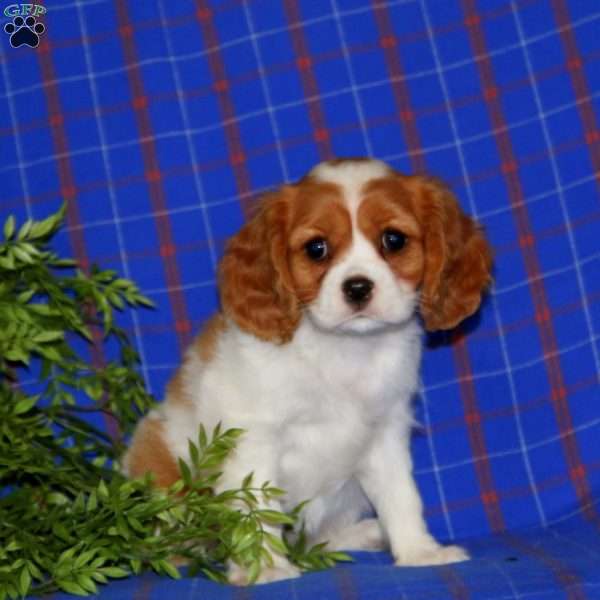 Wendy, Cavalier King Charles Spaniel Puppy