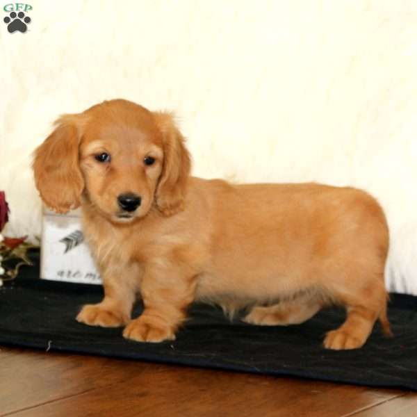 Wendy, Dachshund Puppy