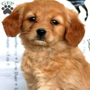 Wendy, Miniature Golden Retriever Puppy