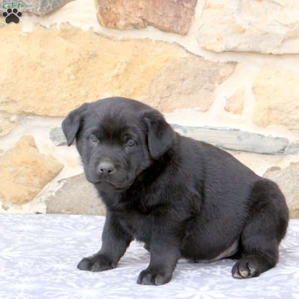 Wesley, Rottweiler Mix Puppy