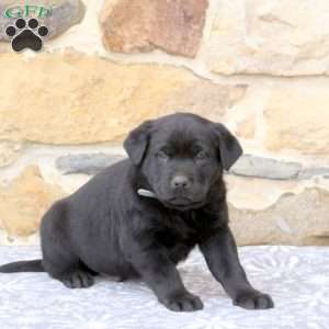 Wesley, Rottweiler Mix Puppy