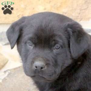 Wesley, Rottweiler Mix Puppy