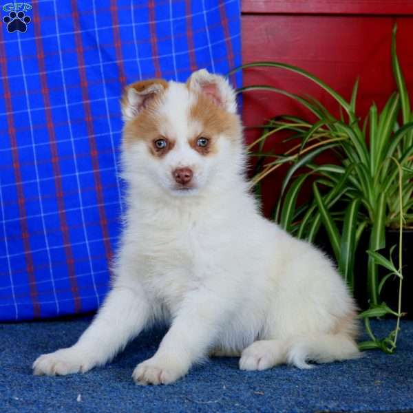 Weston, Pomsky Puppy