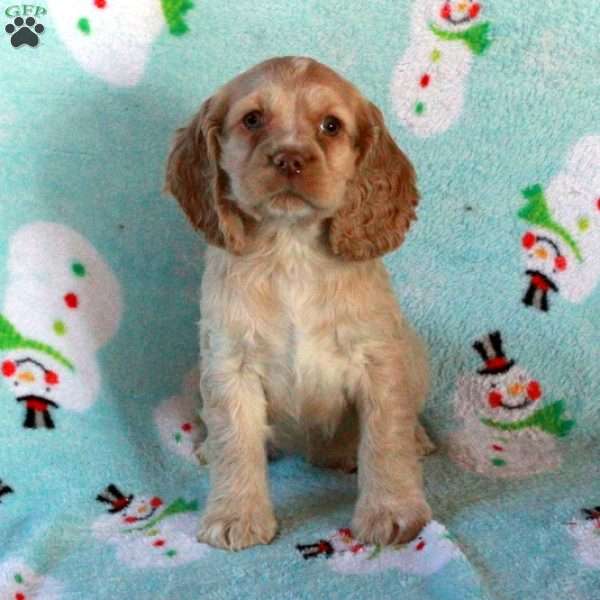 Whit, Cocker Spaniel Puppy