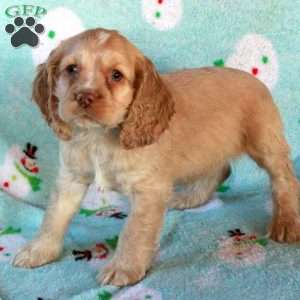 Whit, Cocker Spaniel Puppy