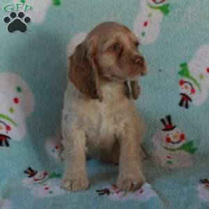 Whit, Cocker Spaniel Puppy