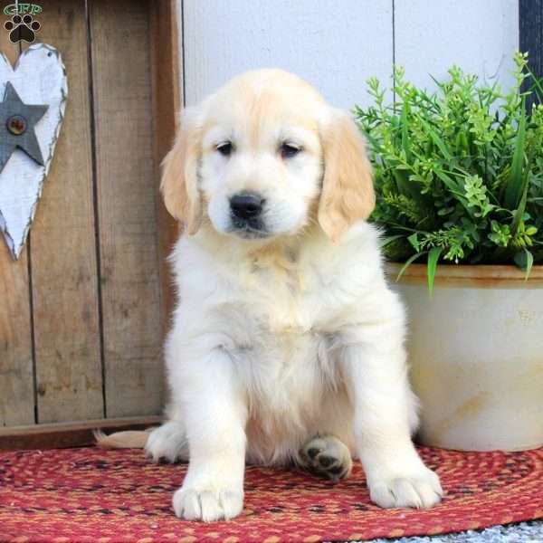 Whitley, English Cream Golden Retriever Puppy