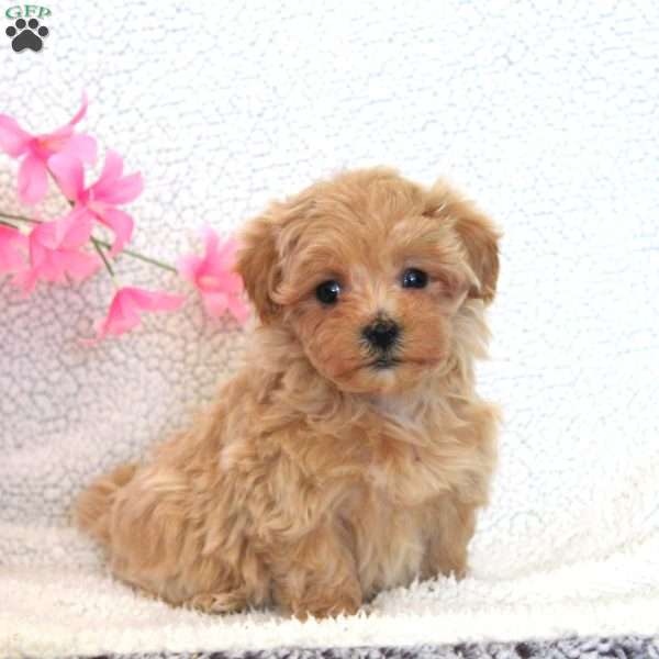 Whitney, Maltipoo Puppy