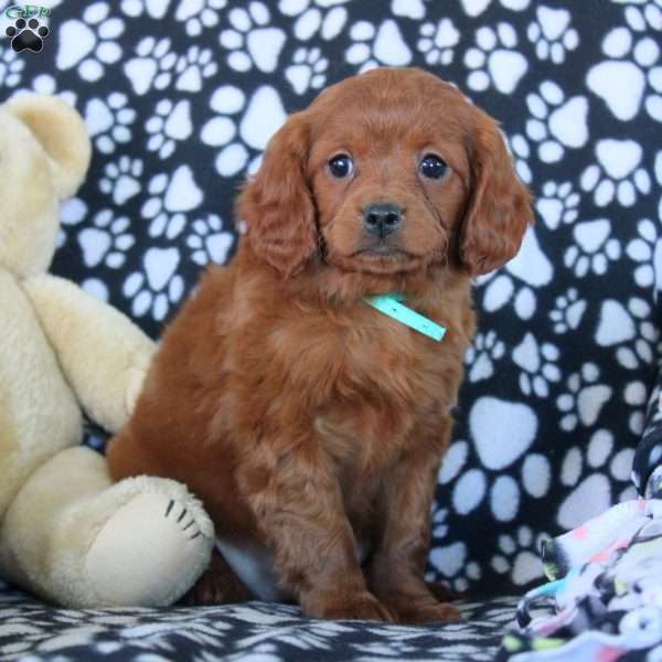 Whitney, Cavapoo Puppy