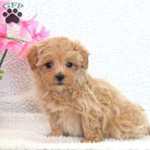 Whitney, Maltipoo Puppy