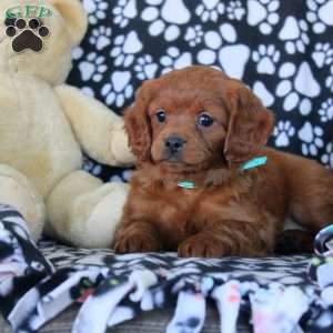 Whitney, Cavapoo Puppy