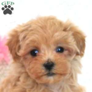 Whitney, Maltipoo Puppy