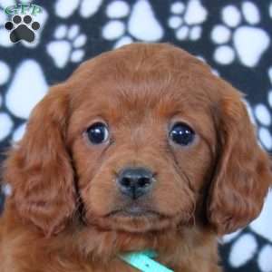 Whitney, Cavapoo Puppy