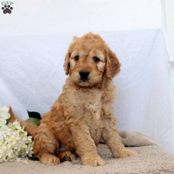 Whitney, Goldendoodle Puppy