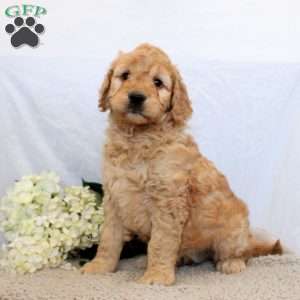 Whitney, Goldendoodle Puppy