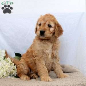 Whitney, Goldendoodle Puppy