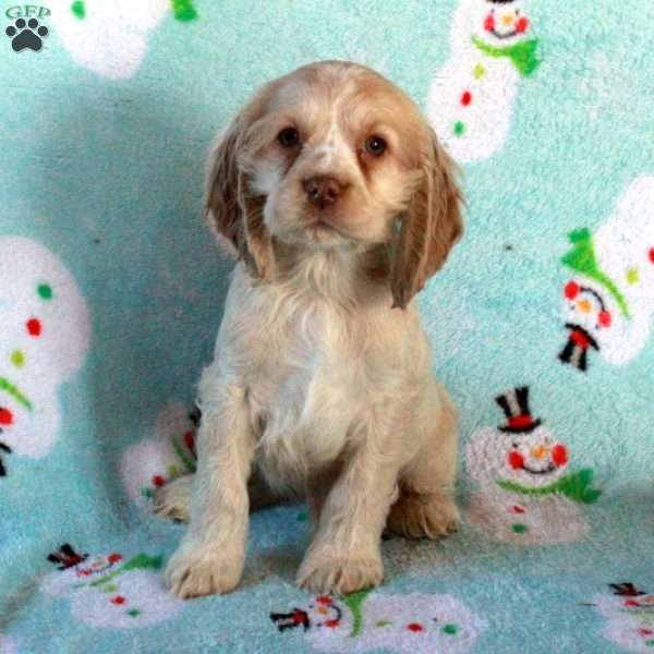 Wilder, Cocker Spaniel Puppy