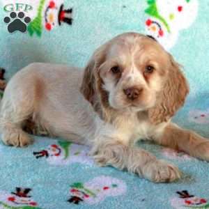 Wilder, Cocker Spaniel Puppy