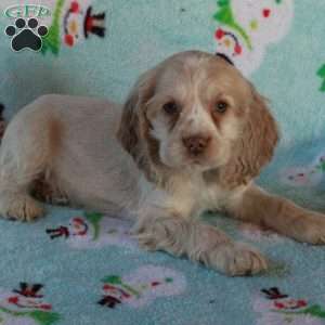 Wilder, Cocker Spaniel Puppy