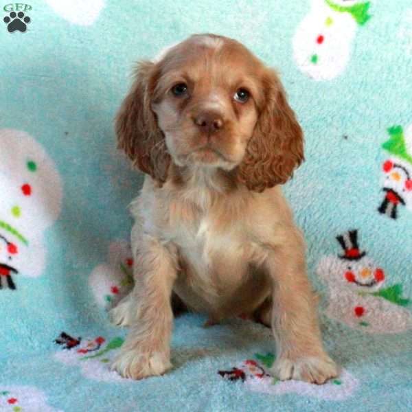 Wiley, Cocker Spaniel Puppy