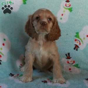 Wiley, Cocker Spaniel Puppy