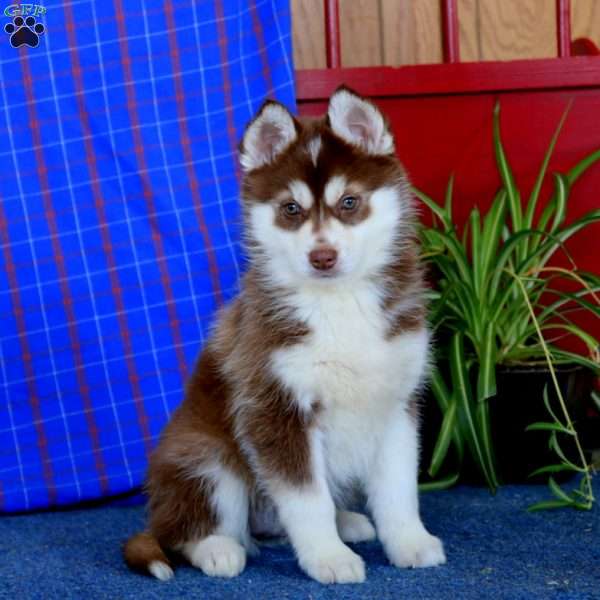 Will, Pomsky Puppy