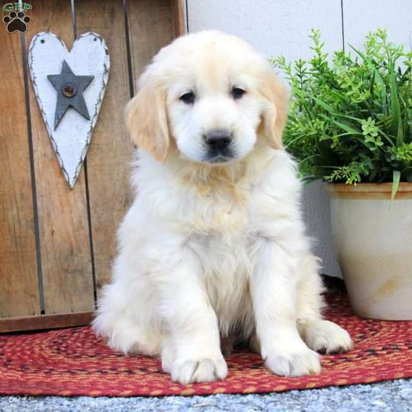 Willard, English Cream Golden Retriever Puppy