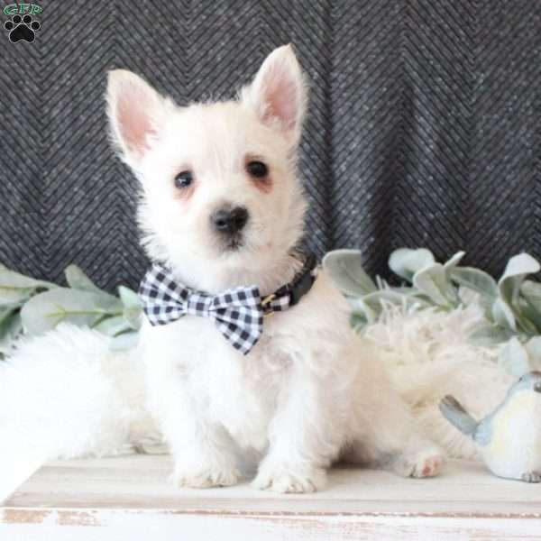 William, West Highland Terrier Puppy