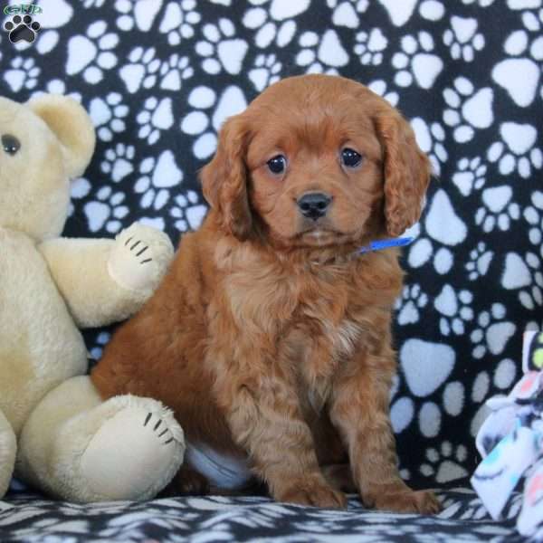 William, Cavapoo Puppy