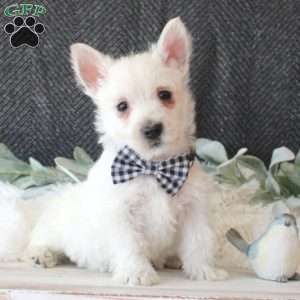 William, West Highland Terrier Puppy