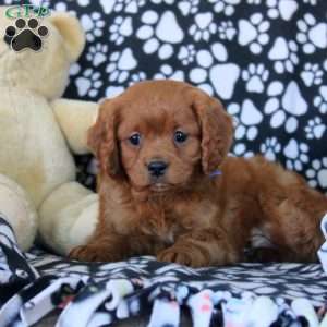 William, Cavapoo Puppy