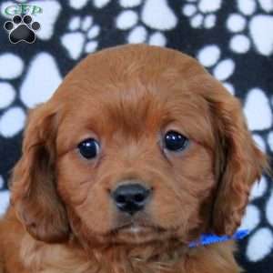 William, Cavapoo Puppy