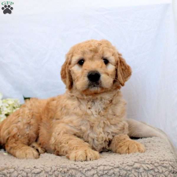 William, Goldendoodle Puppy