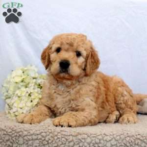 William, Goldendoodle Puppy