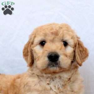 William, Goldendoodle Puppy