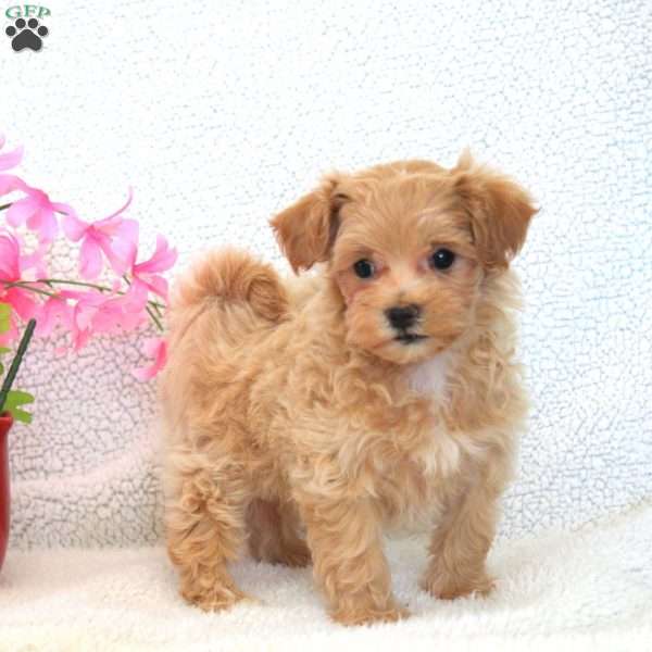 Willow, Maltipoo Puppy