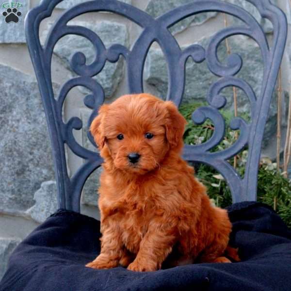 Willow, Mini Goldendoodle Puppy