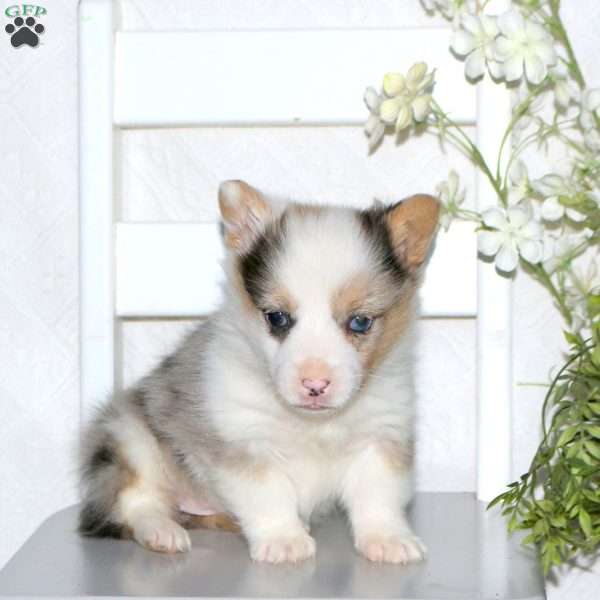 Willow, Pembroke Welsh Corgi Puppy