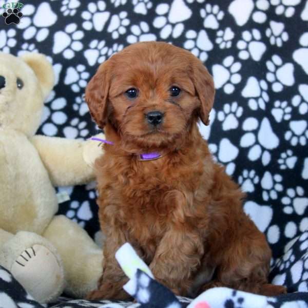 Willow, Cavapoo Puppy