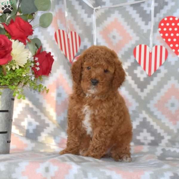 Willow, Miniature Poodle Puppy