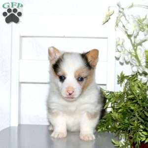 Willow, Pembroke Welsh Corgi Puppy