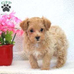 Willow, Maltipoo Puppy