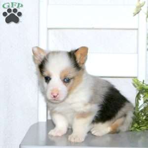 Willow, Pembroke Welsh Corgi Puppy